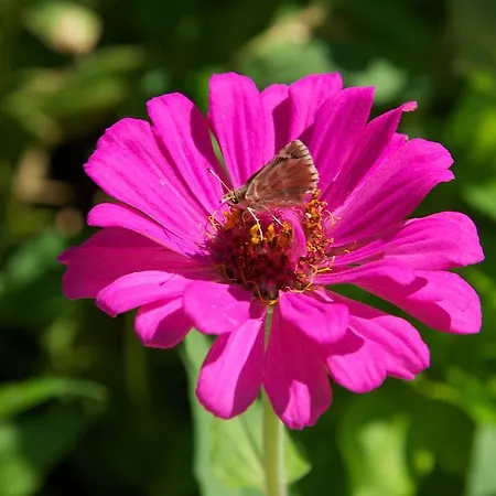 Avvisania Σπίτι διακοπών Αγία Ευφημία