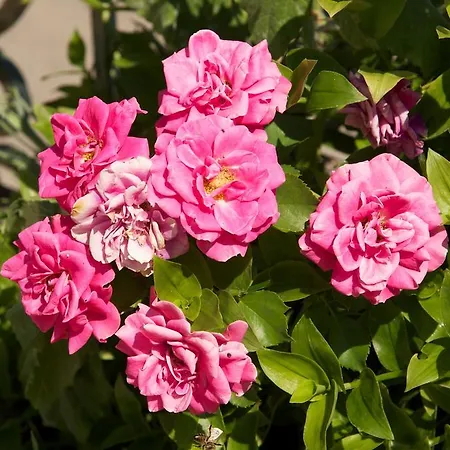 Avvisania Holiday home *